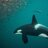 Orca1