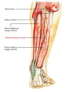 ankle alignment